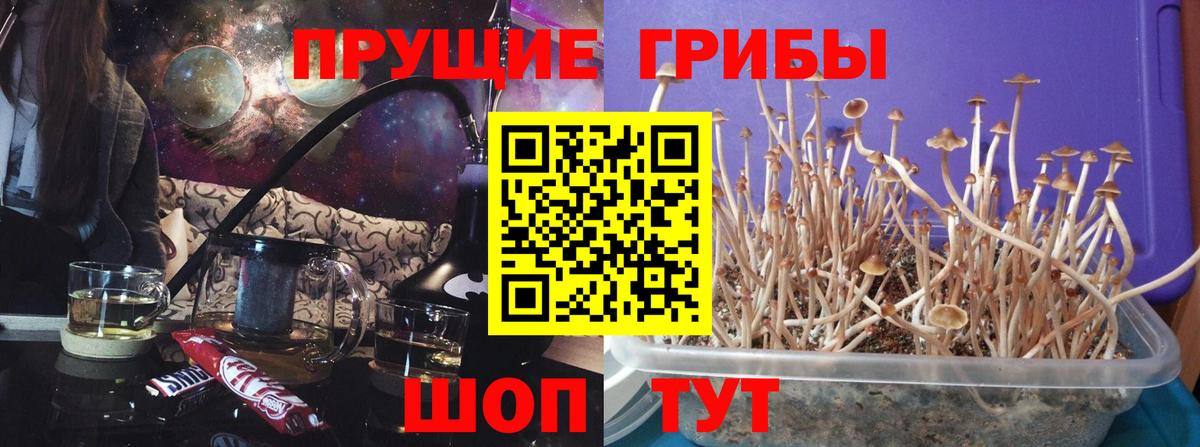 Псилоцибиновые грибы мицелий Тутаев